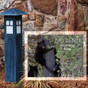 Cartão Postal Cubos de Urso Negro Subindo Árvore de Pinheiros Gr