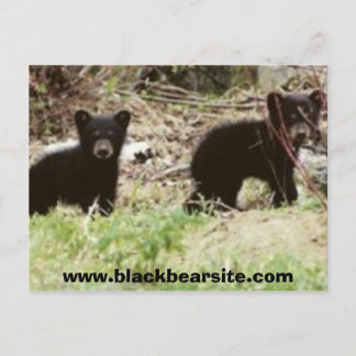 Cartão Postal cubs, www.blackbearsite.com