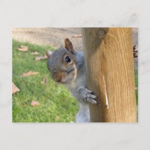 Cartão Postal Cucu!