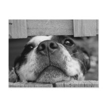 Cuja Coleta Terrier Puppy de Boston fica