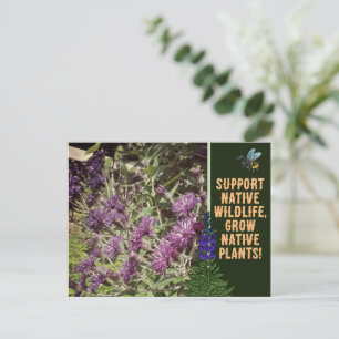 Cartão Postal Cultive Plantas Nativas, Flores Silvestres da Flor