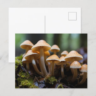Cartão Postal Cultivo de cogumelos na floresta