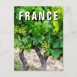 Cartão Postal Cultivo de Uvas para Vinho, França