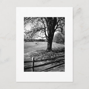 Cartão Postal Culver Tree