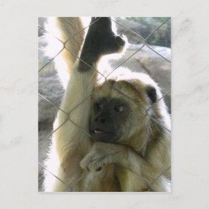 Cartão Postal Cumprimentador de macaco