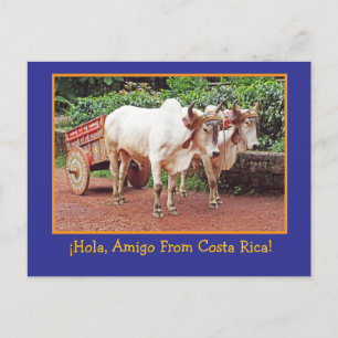 Cartão Postal Cumprimentos Da Costa Rica (boi & ca