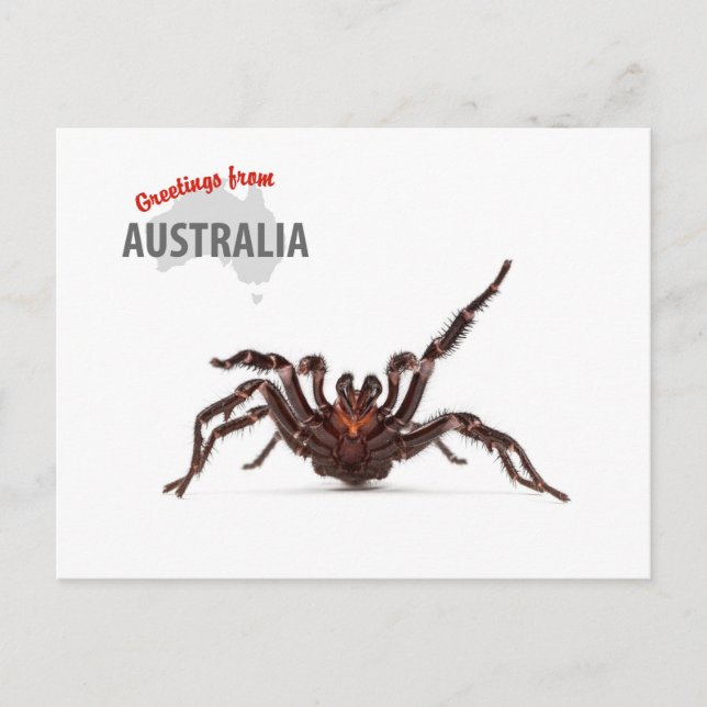 Cartão Postal Cumprimentos de Austrália - aranha da Funil-Web (Frente)