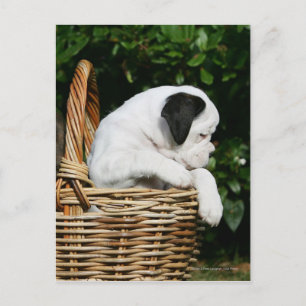 Cartão Postal Cuppies de Boxer no cesto