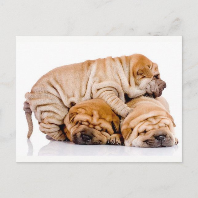 Cartão Postal Cuppies de Shar Pei (Frente)