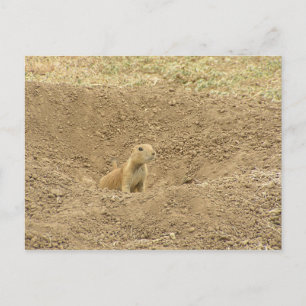 Cartão Postal Curiosa Prairie Dog