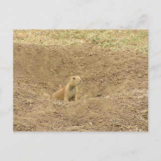 Cartão Postal Curiosa Prairie Dog