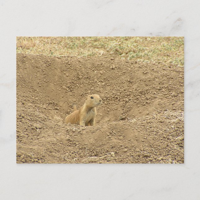 Cartão Postal Curiosa Prairie Dog (Frente)