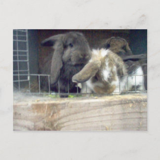 Cartão Postal Curiosidade