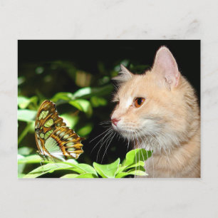 Cartão Postal Curiosidade de gatos