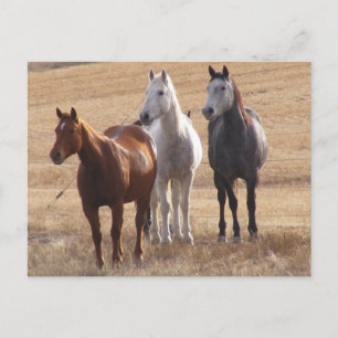 Cartão Postal Curiosidade Equina 3