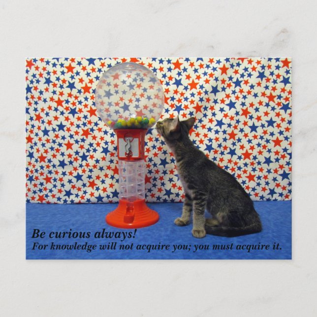 Cartão Postal Curiosidade - Estrelando Kori o Gatinho de Emergên (Frente)