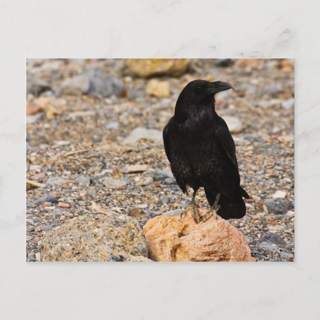 Cartão Postal Curiosidade Mútua (Frente)