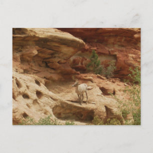 Cartão Postal Curioso...