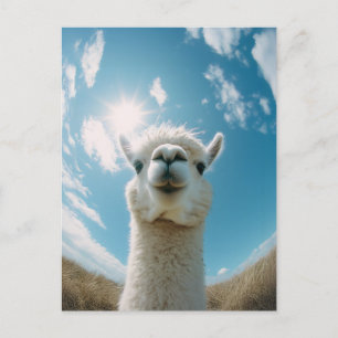 Cartão Postal Curioso Alpaca debaixo do Sol