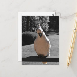 Cartão Postal Curioso Cacatua de Crista Amarela