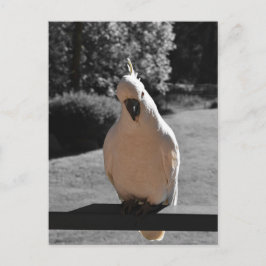 Cartão Postal Curioso Cacatua de Crista Amarela