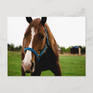 Cartão Postal Curioso castanheiro