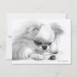Cartão Postal Curioso Chihuahua Mão Pintada Trabalho de arte de 