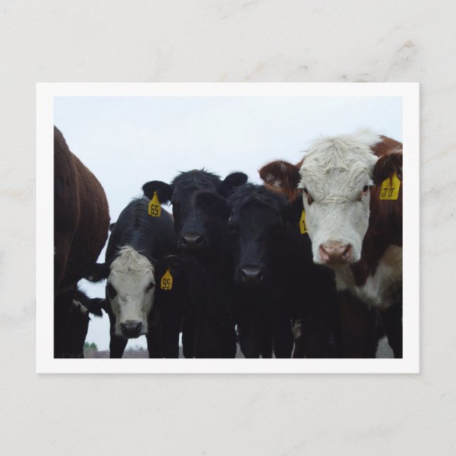 Cartão postal Curioso Cows 9 (Frente)