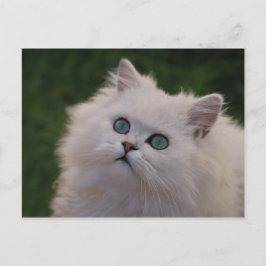Cartão Postal Curioso gatinho branco