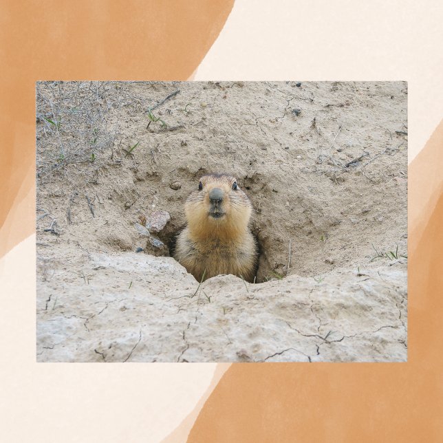 Cartão Postal Curioso Groundhog Peeking de Burrow (Criador carregado)