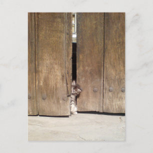 Cartão Postal Curioso Kitten