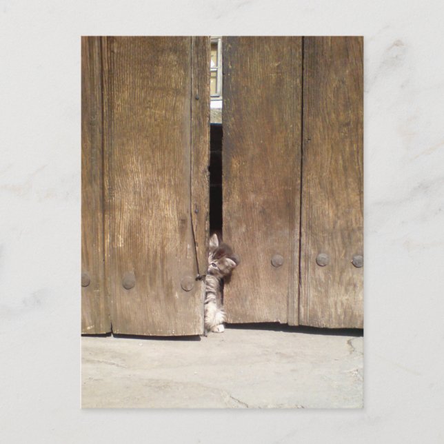 Cartão Postal Curioso Kitten (Frente)