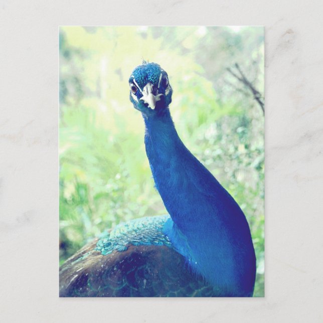 Cartão Postal Curioso pavão (Frente)