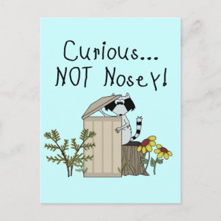 Cartão Postal Curioso Raccoon