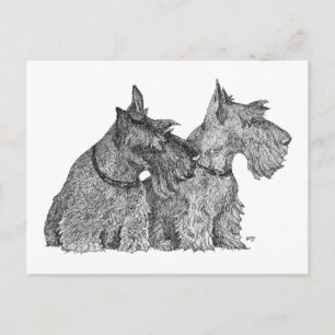 Cartão Postal Curioso Scottish Terriers Caneta & Ink Sketch
