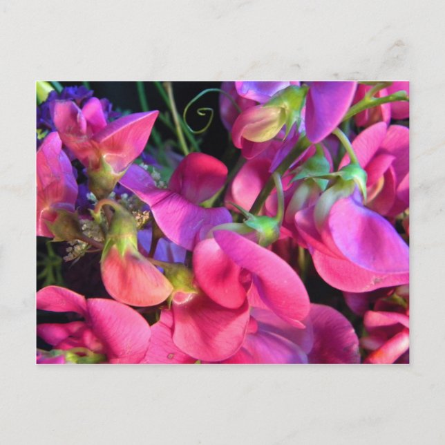 Cartão Postal Curly Que (Frente)