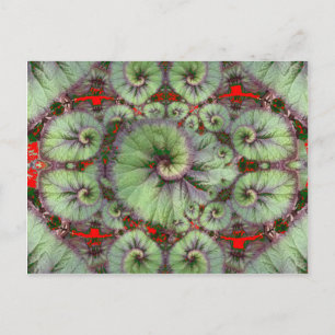 Cartão Postal Curly Snail Begonia presentes por Sharles