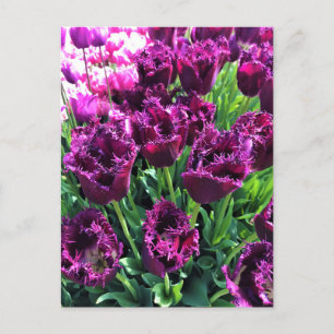 Cartão Postal Curly Sue Purple Tulips, Oregon