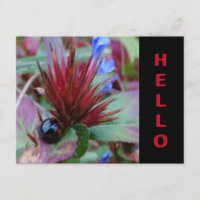 Custa Ladybug. Cartão-postal de Texto HELLO