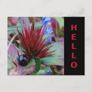 Cartão Postal Custa Ladybug. Cartão-postal de Texto HELLO