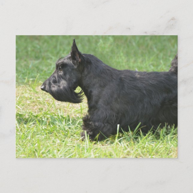Cartão Postal Custa Scottish Terrier (Frente)