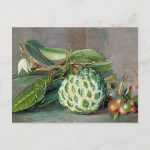 Cartão Postal Custard Apple - Cartão-postal Marianne North