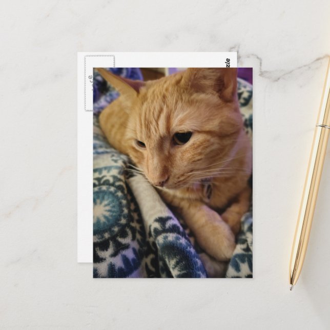 Cartão Postal Cute Adorable Sleepy Ginger Kitty (Frente/Verso In Situ)