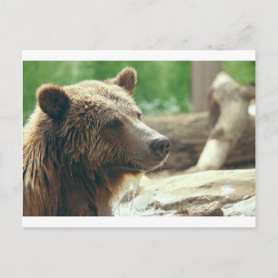 Cartão Postal Cute Adorável Urso Natureza Rosto Olhos
