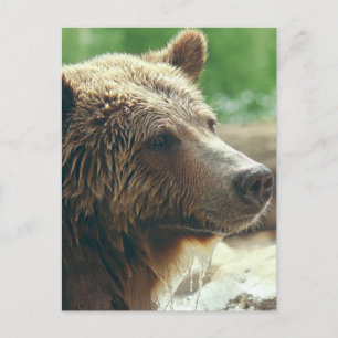 Cartão Postal Cute Adorável Urso Natureza Rosto Olhos