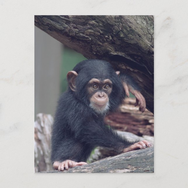 Cartão Postal cute baby Chimpanzee (Frente)