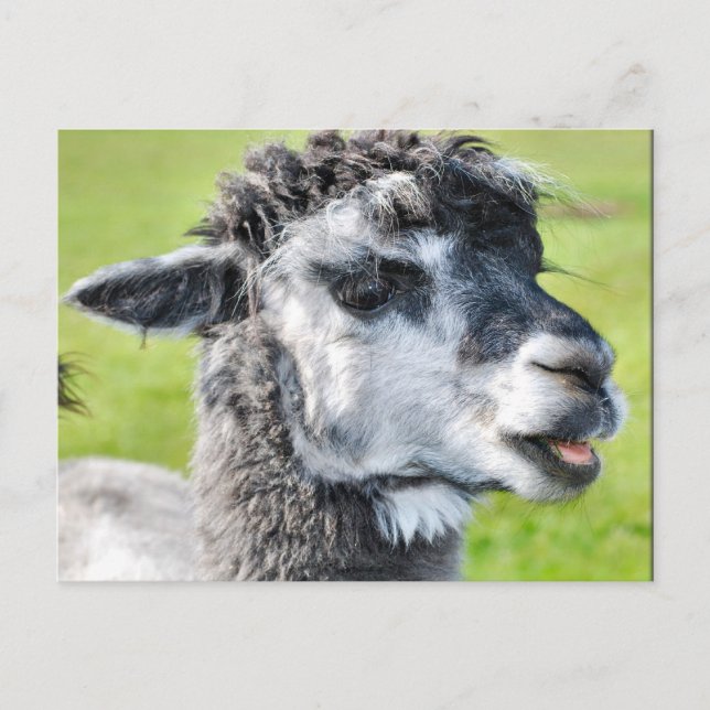 Cartão Postal Cute Baby Llama (Frente)