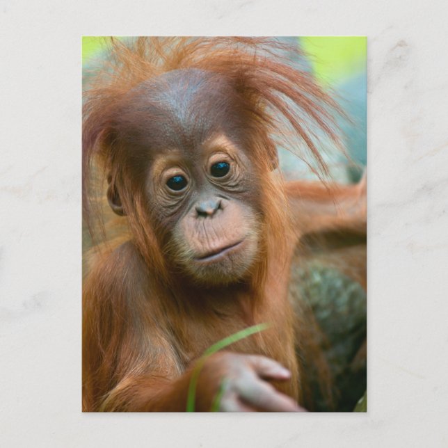 Cartão Postal Cute Baby Orangutan olhando hetero à frente (Frente)