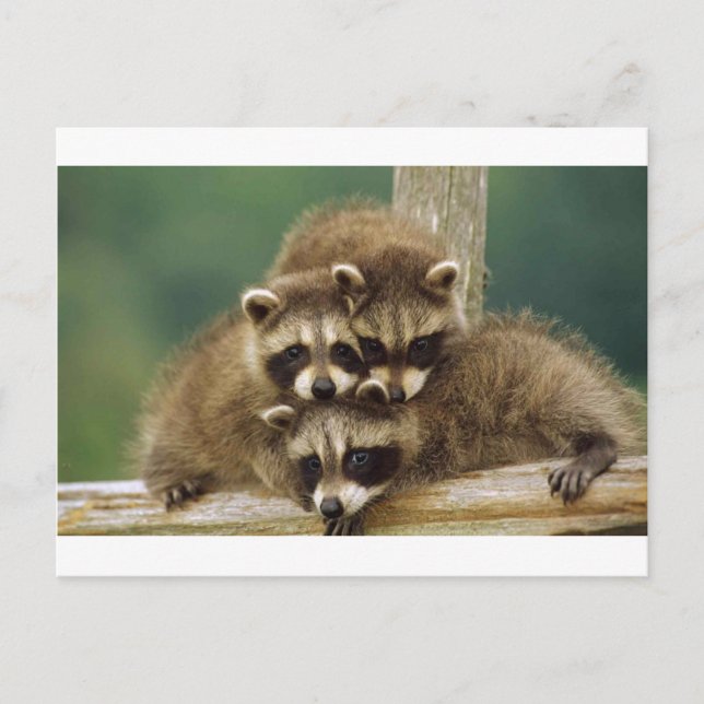 Cartão Postal Cute Baby Raccoon (Frente)