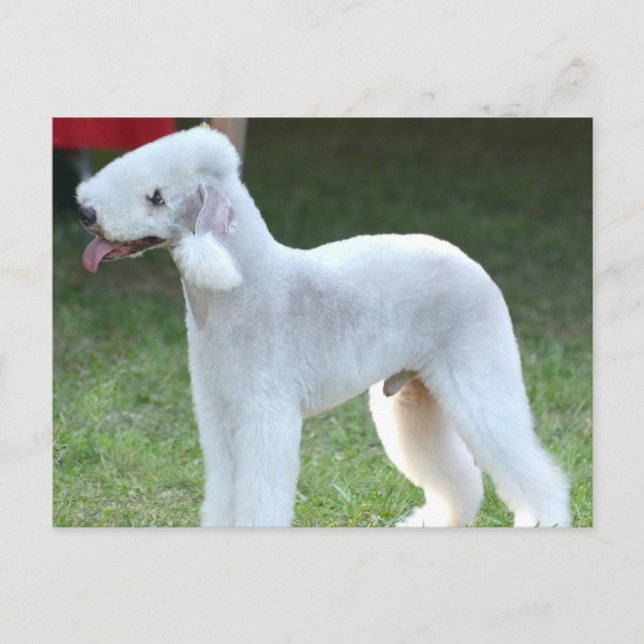 Cartão Postal Cute Bedlington Terrier (Frente)